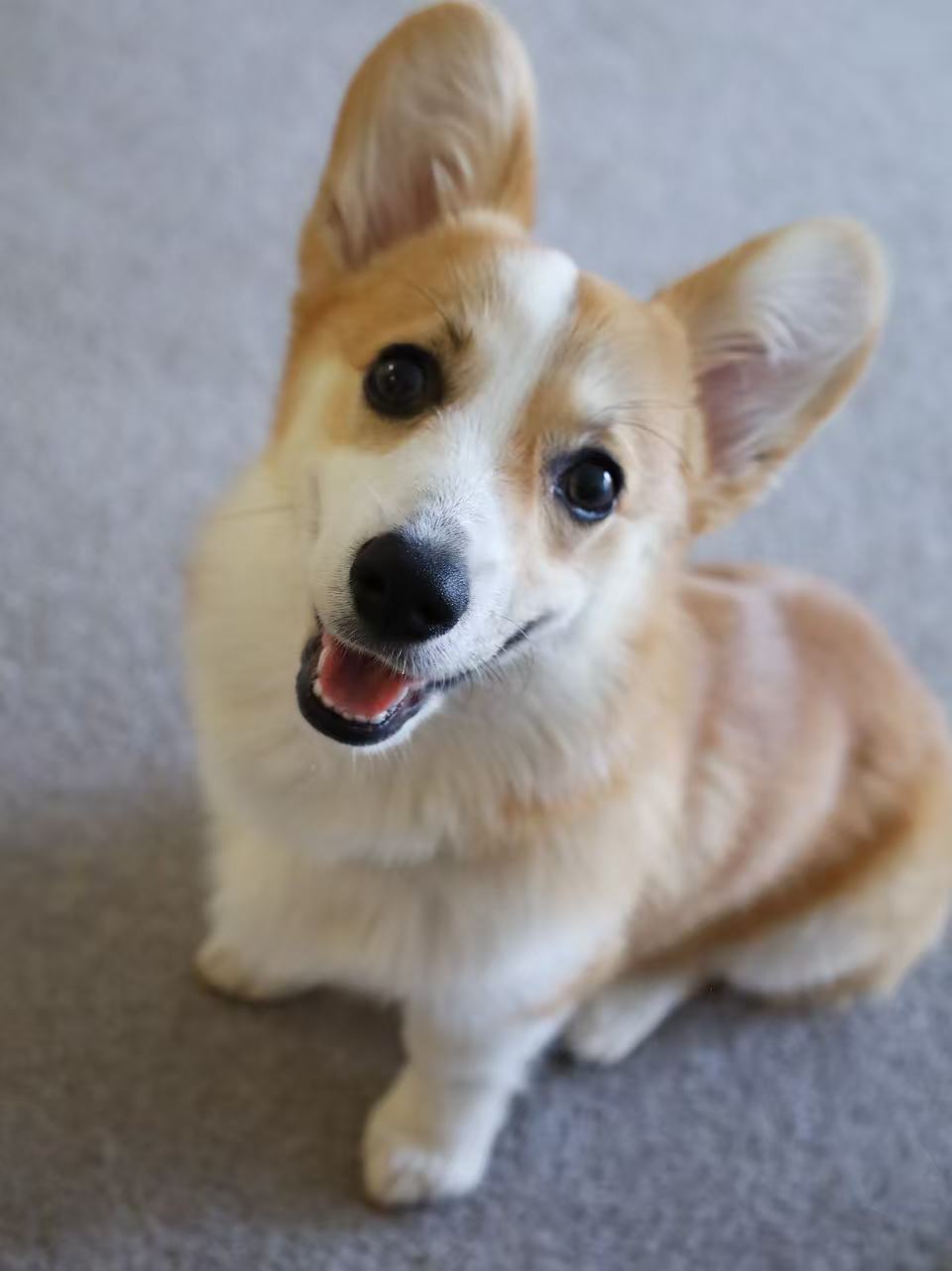 Star the corgi
